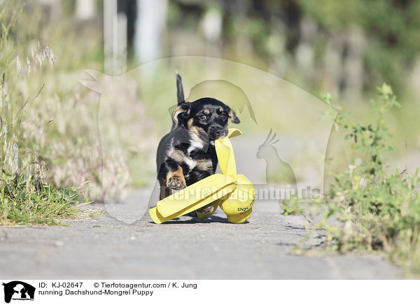 running Dachshund-Mongrel Puppy / KJ-02647