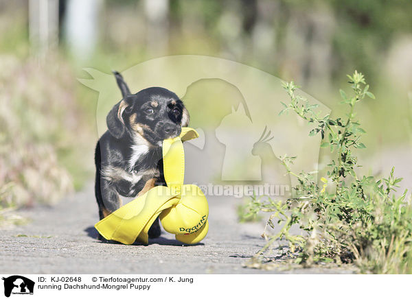 running Dachshund-Mongrel Puppy / KJ-02648