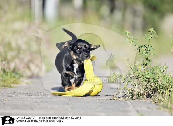 running Dachshund-Mongrel Puppy / KJ-02649
