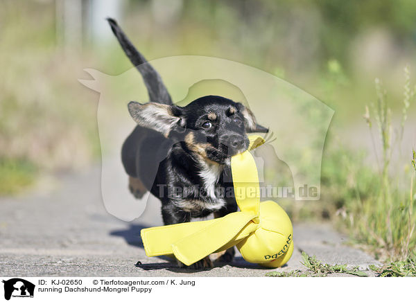 running Dachshund-Mongrel Puppy / KJ-02650