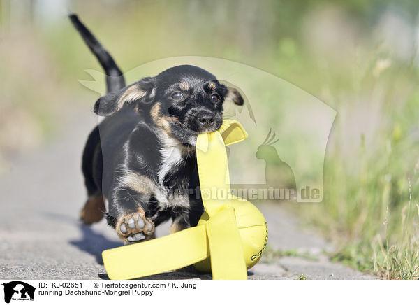 running Dachshund-Mongrel Puppy / KJ-02651