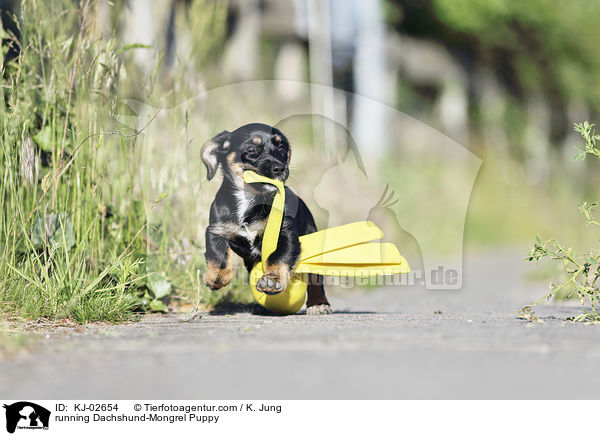 running Dachshund-Mongrel Puppy / KJ-02654