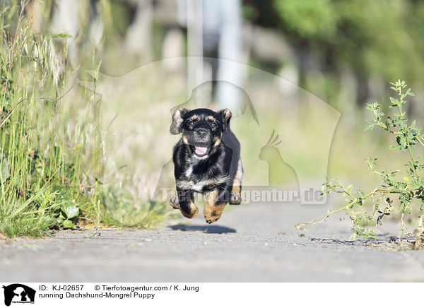 running Dachshund-Mongrel Puppy / KJ-02657
