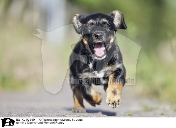 running Dachshund-Mongrel Puppy / KJ-02659