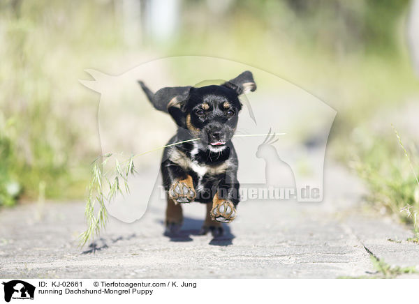 running Dachshund-Mongrel Puppy / KJ-02661