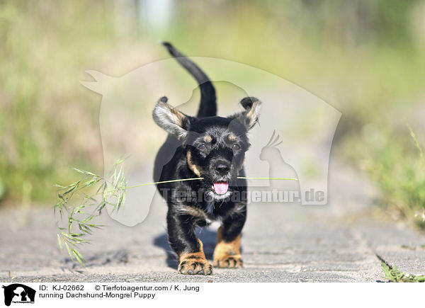 rennender Dackel-Mischling Welpe / running Dachshund-Mongrel Puppy / KJ-02662