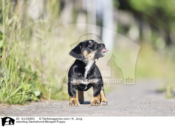 standing Dachshund-Mongrel Puppy / KJ-02663