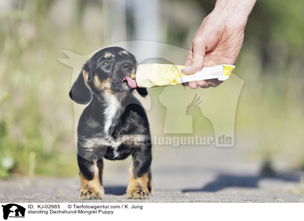 standing Dachshund-Mongrel Puppy / KJ-02665