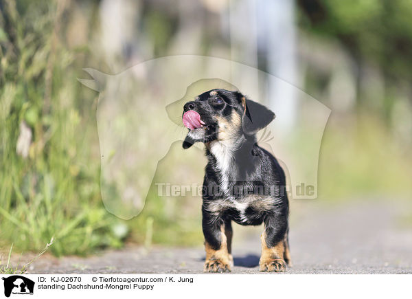 standing Dachshund-Mongrel Puppy / KJ-02670