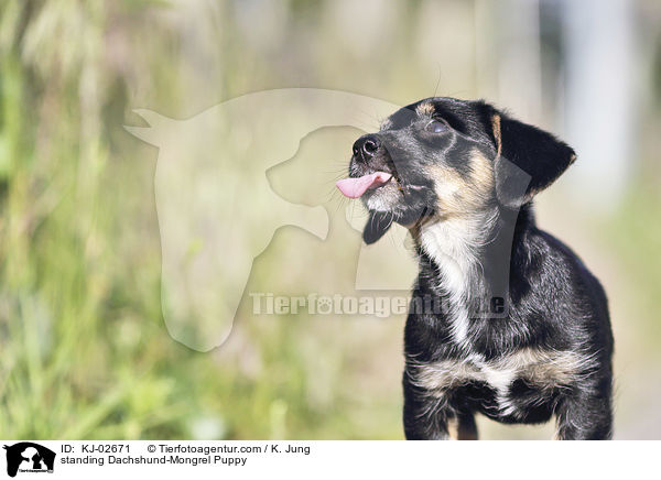 standing Dachshund-Mongrel Puppy / KJ-02671
