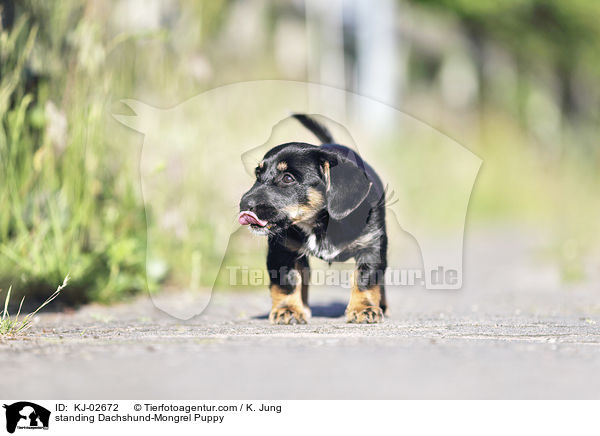 standing Dachshund-Mongrel Puppy / KJ-02672