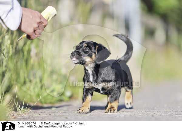 human with Dachshund-Mongrel Puppy / KJ-02674