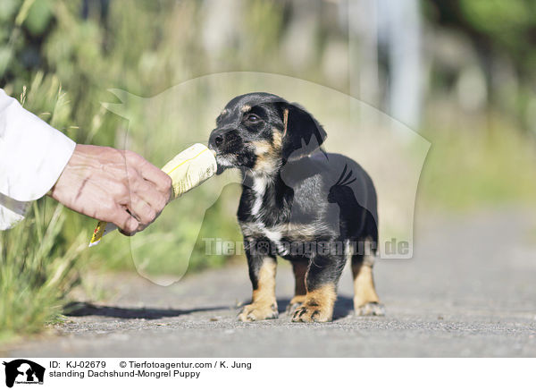 standing Dachshund-Mongrel Puppy / KJ-02679