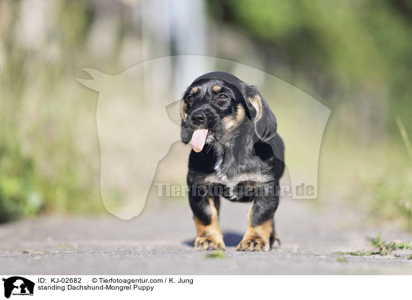 standing Dachshund-Mongrel Puppy / KJ-02682