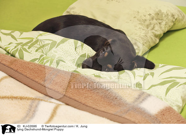 liegender Dackel-Mischling Welpe / lying Dachshund-Mongrel Puppy / KJ-02686