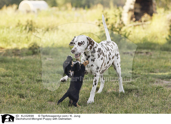 Dachshund-Mongrel Puppy with Dalmatian / KJ-02698