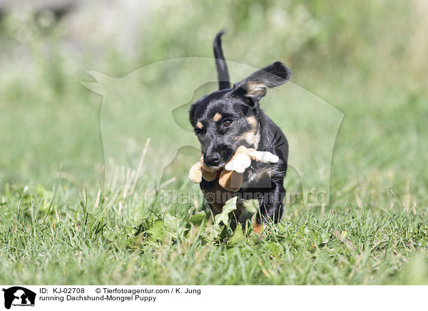 running Dachshund-Mongrel Puppy / KJ-02708