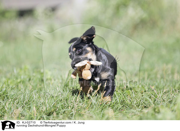 running Dachshund-Mongrel Puppy / KJ-02710