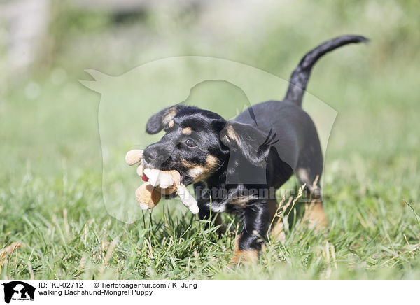 walking Dachshund-Mongrel Puppy / KJ-02712