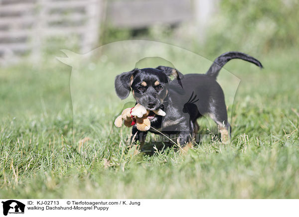 walking Dachshund-Mongrel Puppy / KJ-02713