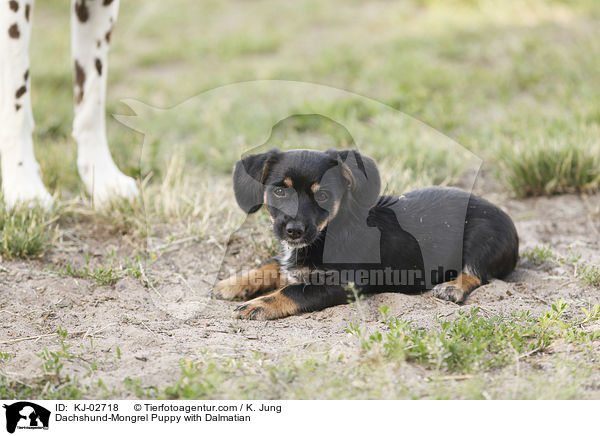 Dachshund-Mongrel Puppy with Dalmatian / KJ-02718
