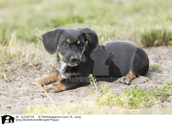 lying Dachshund-Mongrel Puppy / KJ-02719