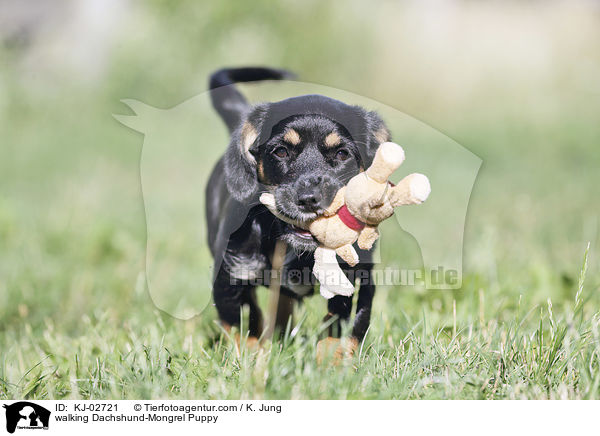 walking Dachshund-Mongrel Puppy / KJ-02721