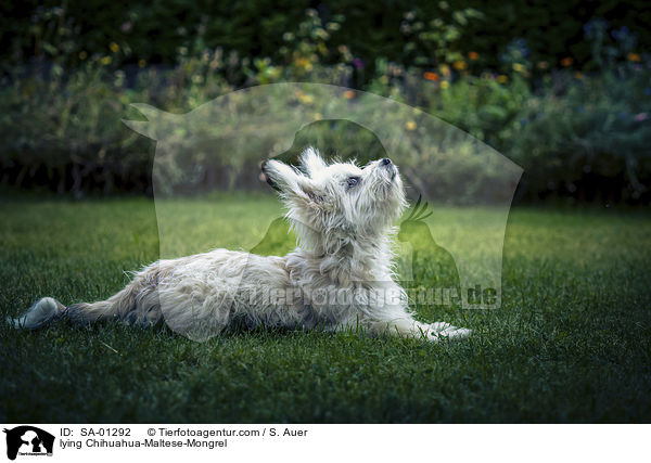 liegender Chihuahua-Malteser-Mischling / lying Chihuahua-Maltese-Mongrel / SA-01292