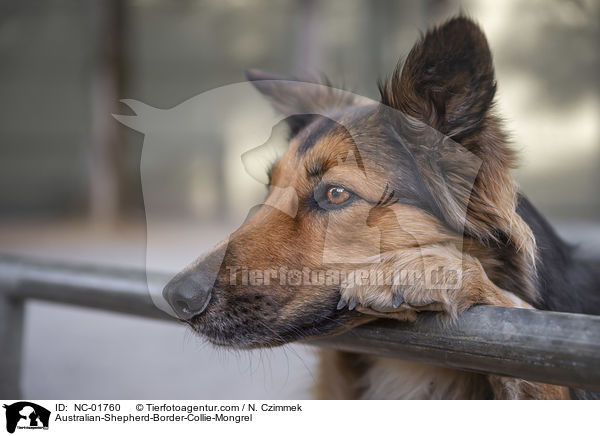 Australian-Shepherd-Border-Collie-Mischling / Australian-Shepherd-Border-Collie-Mongrel / NC-01760