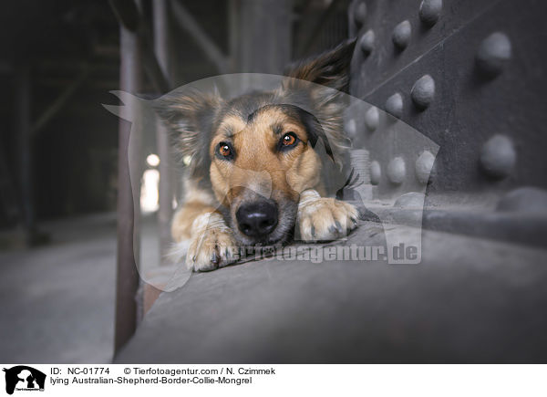 liegender Australian-Shepherd-Border-Collie-Mischling / lying Australian-Shepherd-Border-Collie-Mongrel / NC-01774