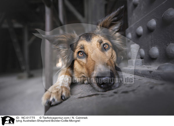 liegender Australian-Shepherd-Border-Collie-Mischling / lying Australian-Shepherd-Border-Collie-Mongrel / NC-01775