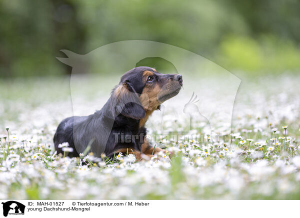 junger Dackel-Mischling / young Dachshund-Mongrel / MAH-01527