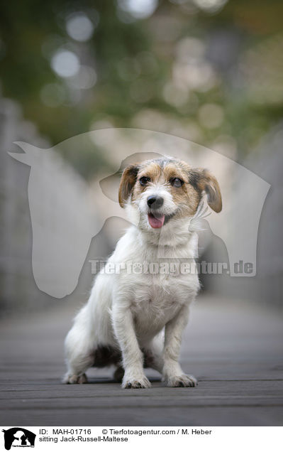 sitzender Jack-Russell-Malteser / sitting Jack-Russell-Maltese / MAH-01716