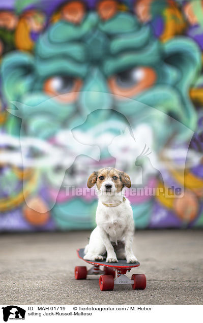sitzender Jack-Russell-Malteser / sitting Jack-Russell-Maltese / MAH-01719