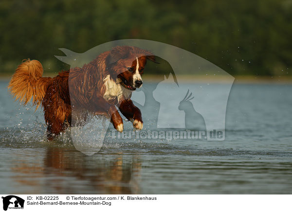 Berner-Sennenhund-Bernhardiner / Saint-Bernard-Bernese-Mountain-Dog / KB-02225