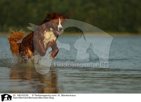 Berner-Sennenhund-Bernhardiner / Saint-Bernard-Bernese-Mountain-Dog / KB-02226