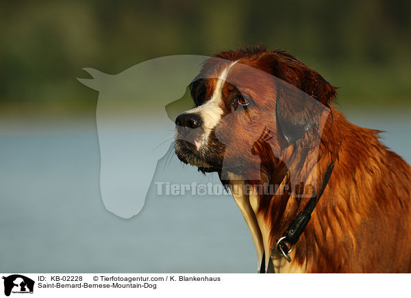 Berner-Sennenhund-Bernhardiner / Saint-Bernard-Bernese-Mountain-Dog / KB-02228