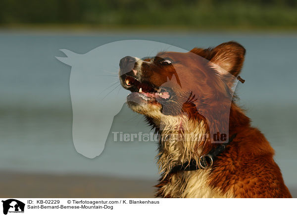 Berner-Sennenhund-Bernhardiner / Saint-Bernard-Bernese-Mountain-Dog / KB-02229