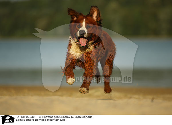 Berner-Sennenhund-Bernhardiner / Saint-Bernard-Bernese-Mountain-Dog / KB-02230