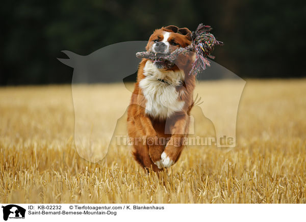 Berner-Sennenhund-Bernhardiner / Saint-Bernard-Bernese-Mountain-Dog / KB-02232