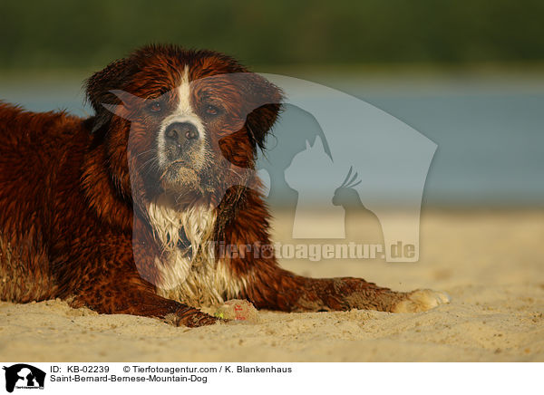 Berner-Sennenhund-Bernhardiner / Saint-Bernard-Bernese-Mountain-Dog / KB-02239