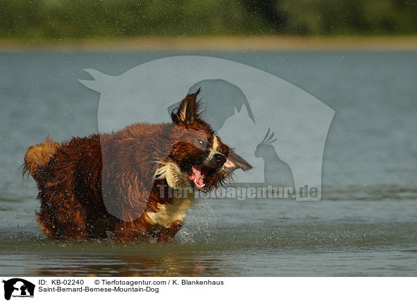 Berner-Sennenhund-Bernhardiner / Saint-Bernard-Bernese-Mountain-Dog / KB-02240
