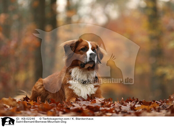 Berner-Sennenhund-Bernhardiner / Saint-Bernard-Bernese-Mountain-Dog / KB-02246