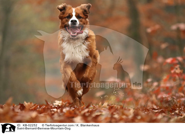 Berner-Sennenhund-Bernhardiner / Saint-Bernard-Bernese-Mountain-Dog / KB-02252