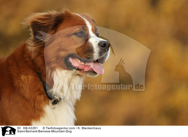 Berner-Sennenhund-Bernhardiner / Saint-Bernard-Bernese-Mountain-Dog / KB-02261