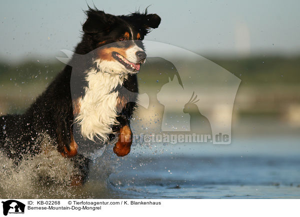Berner-Sennenhund-Mischling / Bernese-Mountain-Dog-Mongrel / KB-02268
