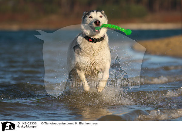 Husky-Mischling / Husky-Mongrel / KB-02336