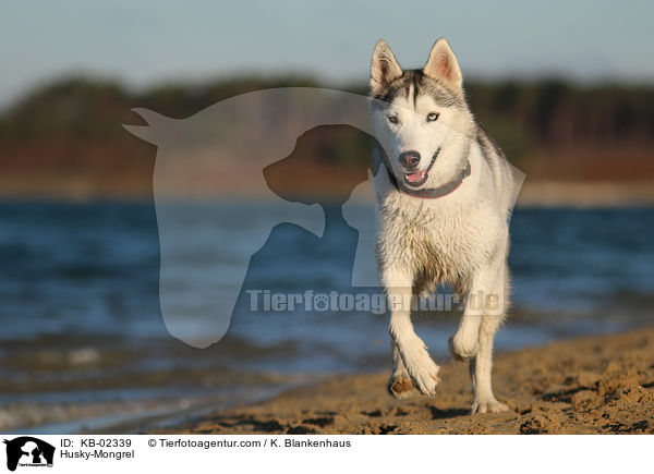 Husky-Mischling / Husky-Mongrel / KB-02339