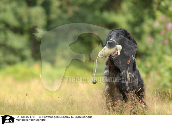 Munsterlander-Mongrel / KB-02479