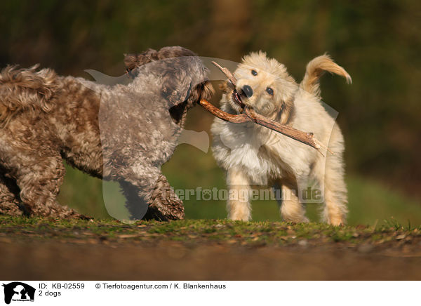 2 dogs / KB-02559
